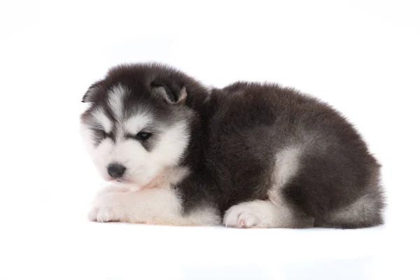 Close Cute Siberian Puppy White Background Isolated — Stock Photo, Image