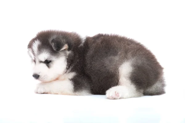 Close Cute Siberian Puppy White Background Isolated — Stock Photo, Image