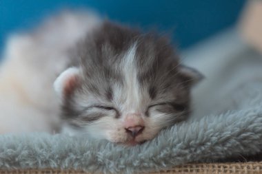 Sevimli uyuyan kedi yavrusu üzerinde gri ev ahşap sepet battaniyeye, yakın çekim.
