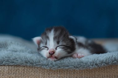 Sevimli uyuyan kedi yavrusu üzerinde gri ev ahşap sepet battaniyeye, yakın çekim.