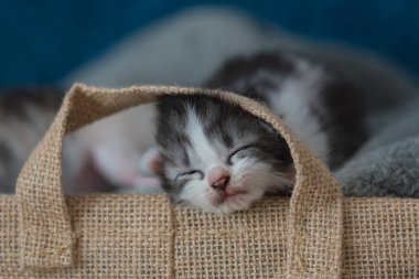 Sevimli uyuyan kedi yavrusu üzerinde gri ev ahşap sepet battaniyeye, yakın çekim.