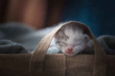 Sevimli uyuyan kedi yavrusu üzerinde gri ev ahşap sepet battaniyeye, yakın çekim.