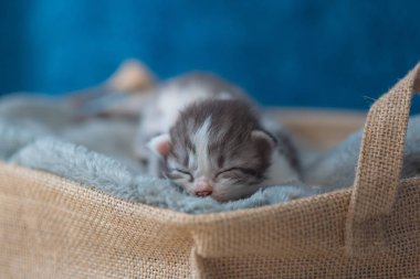 Sevimli uyuyan kedi yavrusu üzerinde gri ev ahşap sepet battaniyeye, yakın çekim.