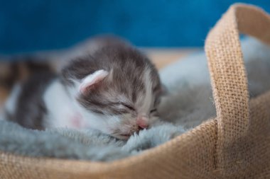 Sevimli uyuyan kedi yavrusu üzerinde gri ev ahşap sepet battaniyeye, yakın çekim.