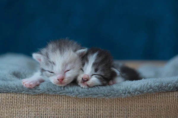 Close Cute Sleeping Kitten Grey Blanket Wooden Basket Home — Stock Photo, Image