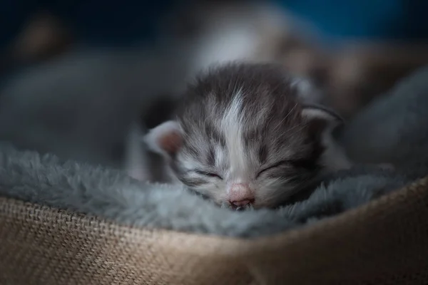 Nahaufnahme Eines Niedlichen Schlafenden Kätzchens Auf Grauer Decke Einem Holzkorb — Stockfoto