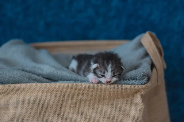 Close Cute Sleeping Kitten Grey Blanket Wooden Basket Home — Stock Photo, Image