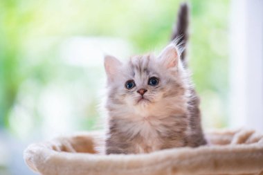 Kadar yakın oturan sevimli kedi ve kedi kule ev bakmak.