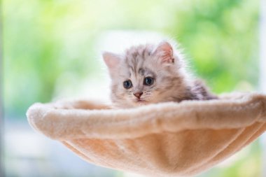 Kadar yakın oturan sevimli kedi ve kedi kule ev bakmak.