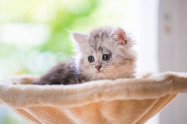 Kadar yakın oturan sevimli kedi ve kedi kule ev bakmak.