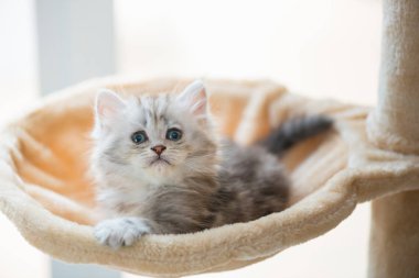 Kadar yakın oturan sevimli kedi ve kedi kule ev bakmak.