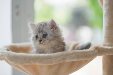 Kadar yakın oturan sevimli kedi ve kedi kule ev bakmak.