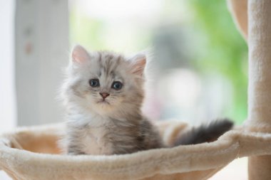 Kadar yakın oturan sevimli kedi ve kedi kule ev bakmak.