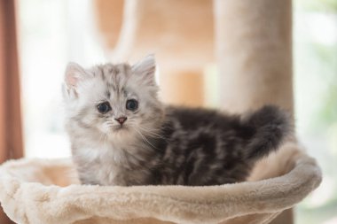 Kadar yakın oturan sevimli kedi ve kedi kule ev bakmak.