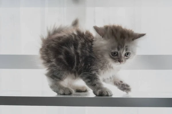 Close Gatinho Shorthair Americano Bonito Olhando Jogar Prateleira Madeira Casa — Fotografia de Stock