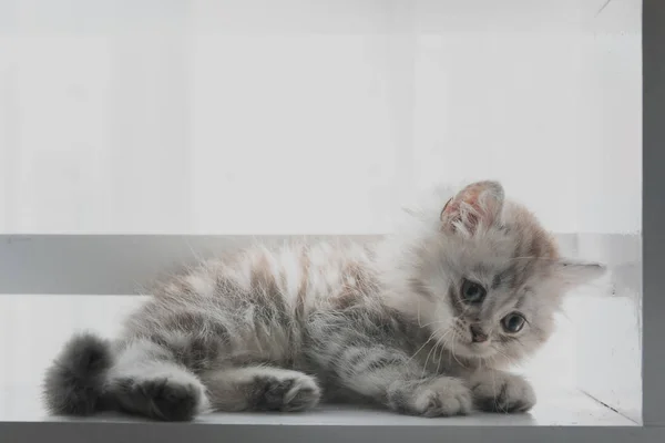 Close Gatinho Shorthair Americano Bonito Olhando Jogar Prateleira Madeira Casa — Fotografia de Stock