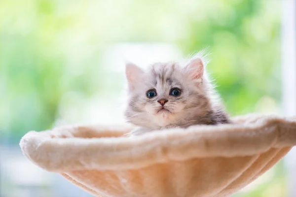 Zbliżenie Ładny Kotek Siedzi Wygląda Wieży Kot Domu — Zdjęcie stockowe