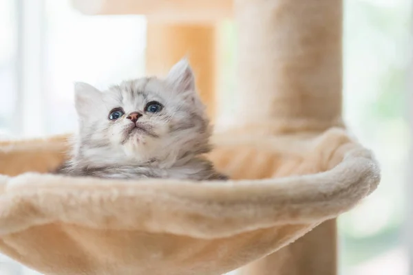 Kadar yakın oturan sevimli kedi ve kedi kule ev bakmak.