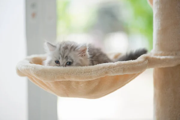 Close Gatinho Bonito Sentado Olhar Torre Gato Casa — Fotografia de Stock