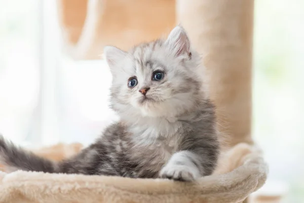 Close Cute Kitten Sitting Look Cat Tower Home — Stock Photo, Image