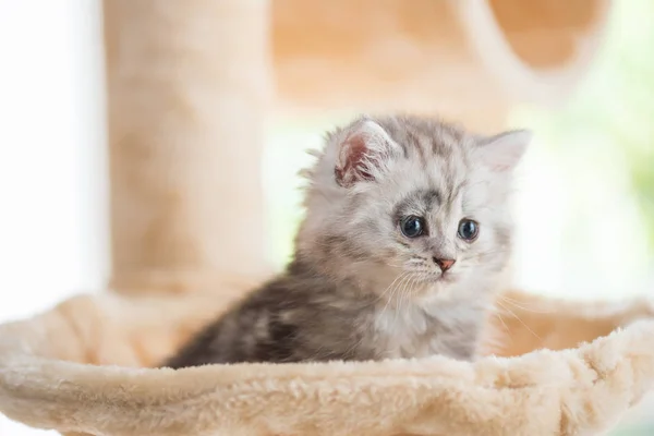 Close Cute Kitten Sitting Look Cat Tower Home — Stock Photo, Image