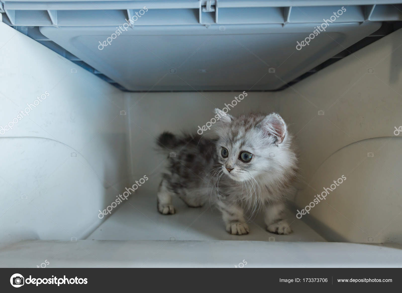 Close Cute Kitten Plastic Transport Box Stock Photo