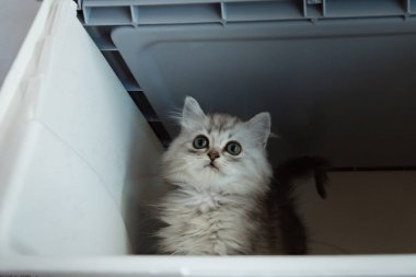 Plastik taşıma kutusunda şirin yavru kedi, yakın çekim.
