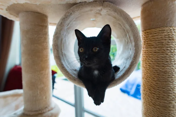 Κοντινό Πλάνο Μαύρη Γάτα Στο Σπίτι — Φωτογραφία Αρχείου