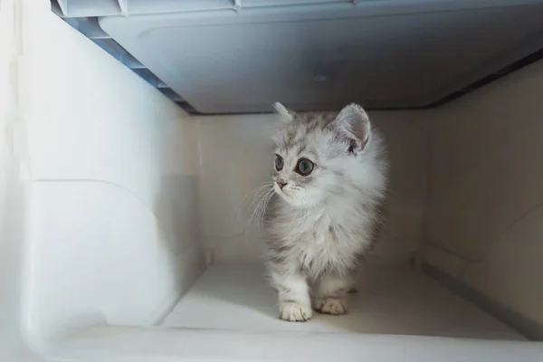 Primer Plano Lindo Gatito Caja Transporte Plástico — Foto de Stock