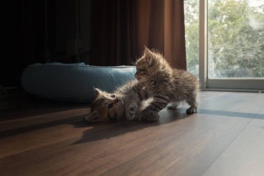 Şirin Farsça kedi evinde birlikte oynamaktan yakın çekim.