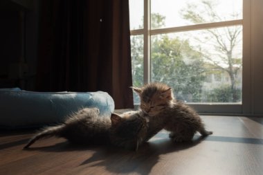 Şirin Farsça kedi evinde birlikte oynamaktan yakın çekim.