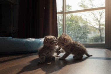 Şirin Farsça kedi evinde birlikte oynamaktan yakın çekim.