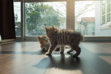 Şirin Farsça kedi evinde birlikte oynamaktan yakın çekim.