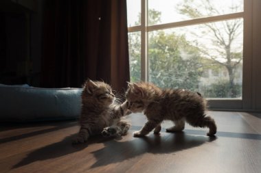 Şirin Farsça kedi evinde birlikte oynamaktan yakın çekim.