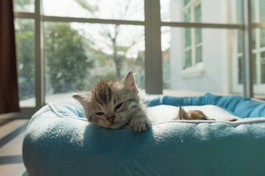 Petbed sabah güneş ışığı ile yalan şirin yavru kedi, yakın çekim.
