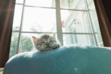 Petbed sabah güneş ışığı ile yalan şirin yavru kedi, yakın çekim.