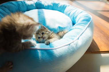 Petbed sabah güneş ışığı ile yalan şirin yavru kedi, yakın çekim.