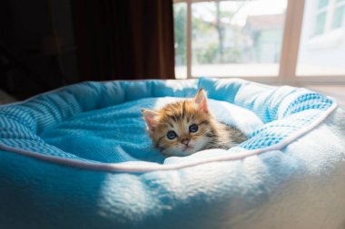 Petbed sabah güneş ışığı ile yalan şirin yavru kedi, yakın çekim.