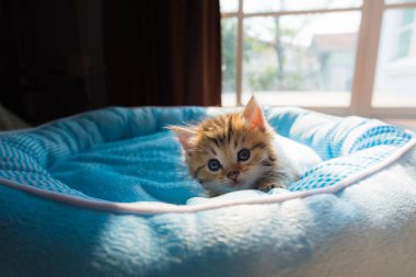 Petbed sabah güneş ışığı ile yalan şirin yavru kedi, yakın çekim.