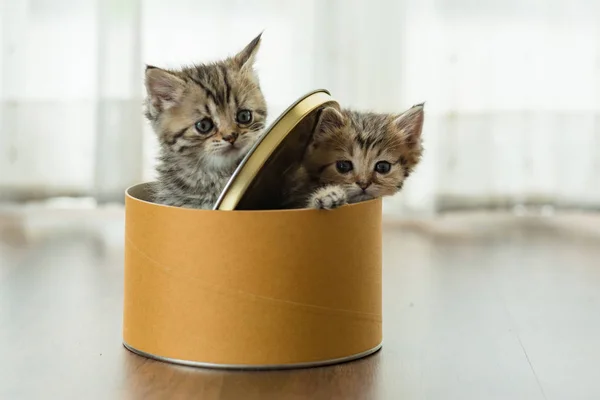 Couple Cute Kitten Playing Together Paper Box Home — Stock Photo, Image