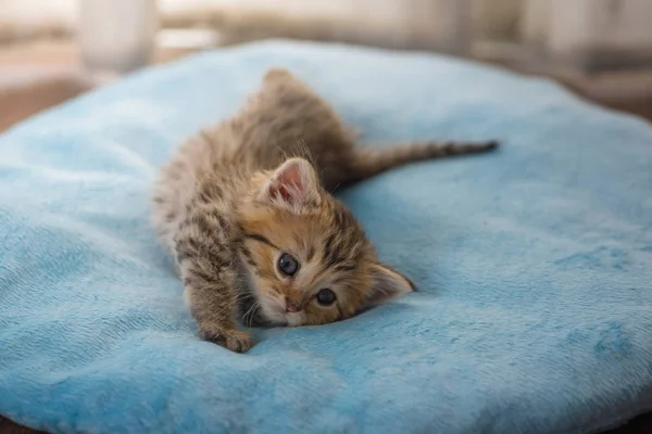 可爱的懒小猫玩耍和躺在浅蓝色的宠物床在家里 — 图库照片