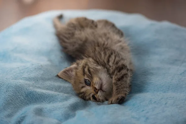 귀여운 게으른 고양이 — 스톡 사진
