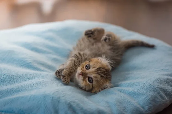 Cute Lazy Kitten Play Lying Light Blue Pet Bed Home — Stock Photo, Image