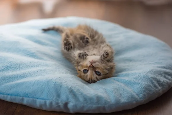 귀여운 게으른 고양이 — 스톡 사진