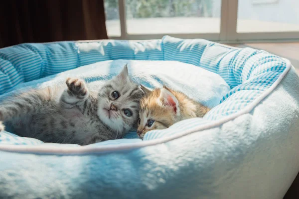 Petbed sabah güneş ışığı ile yalan şirin yavru kedi, yakın çekim.