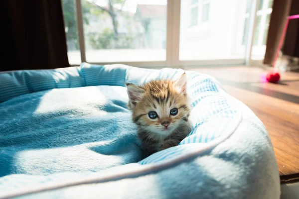 Прикройте Симпатичного Котенка Лежащего Утром Петле Солнечным Светом — стоковое фото