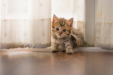 Yere sabahları evde oynamak sevimli Farsça kedi yavrusu, yakın çekim.