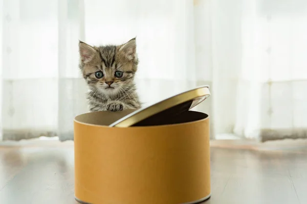 Lonely Persian Kitten Play Arond Paper Box Home — Stock Photo, Image