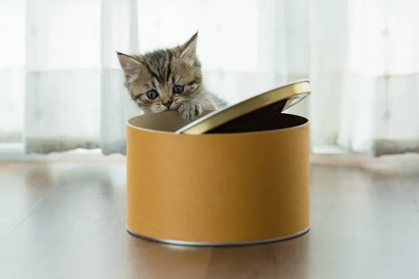 Lonely Persian Kitten Play Arond Paper Box Home — Stock Photo, Image