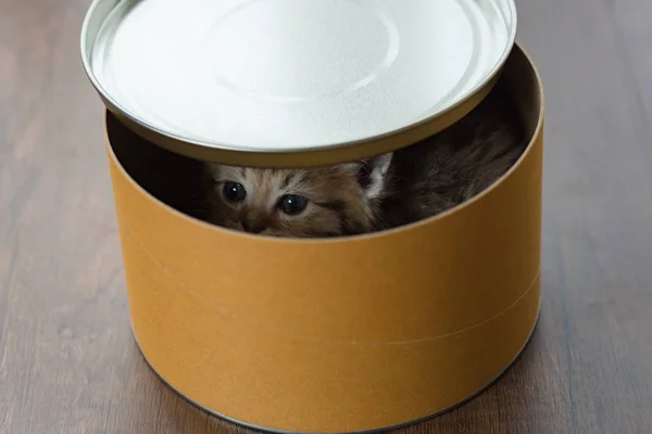 Lonely Persian Kitten Play Arond Paper Box Home — Stock Photo, Image